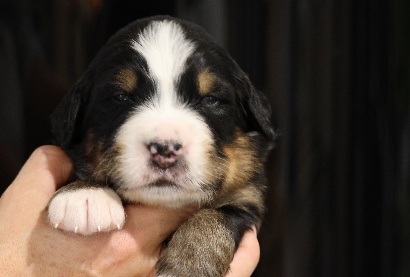 De La Cathedrale Des Ours - Chiots disponibles - Bouvier Bernois