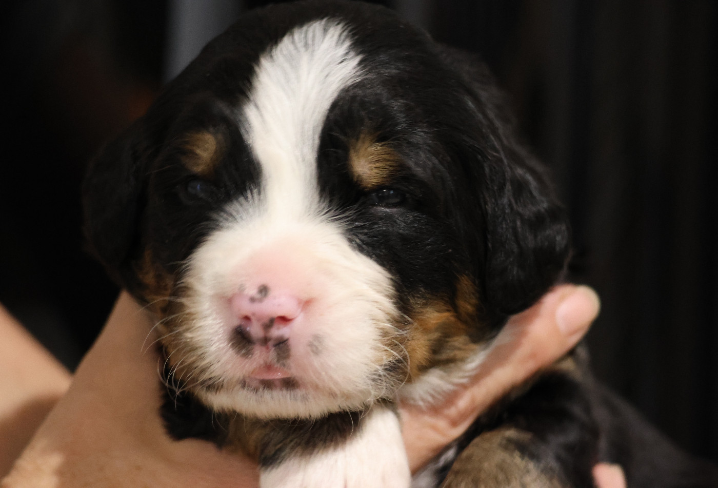 De La Cathedrale Des Ours - Chiots disponibles - Bouvier Bernois