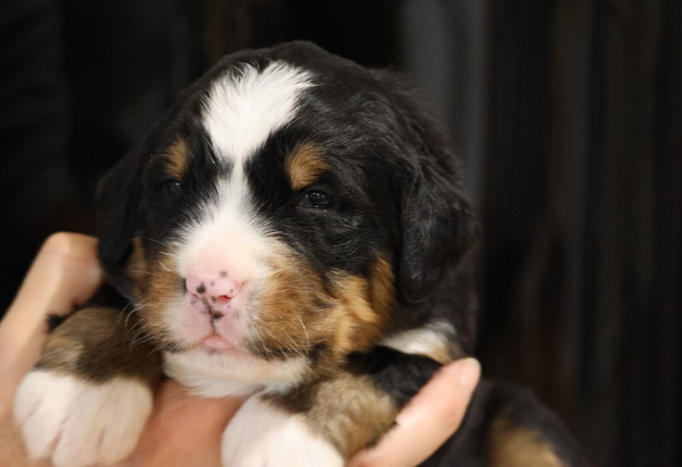 De La Cathedrale Des Ours - Chiots disponibles - Bouvier Bernois