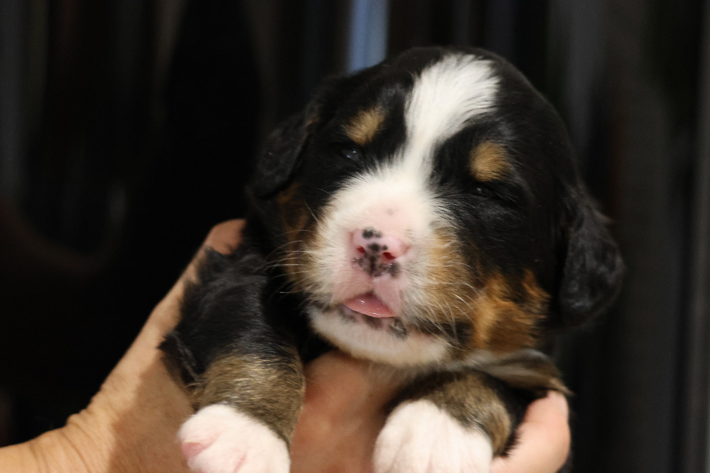 De La Cathedrale Des Ours - Chiots disponibles - Bouvier Bernois