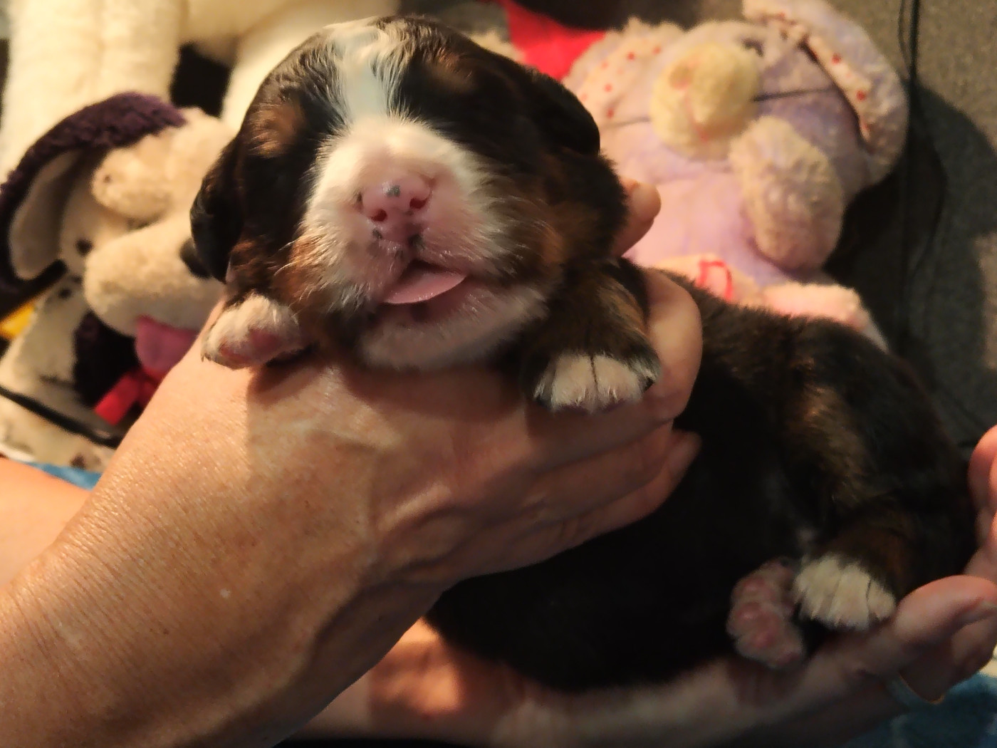 Chiot Bouvier Bernois De La Cathedrale Des Ours