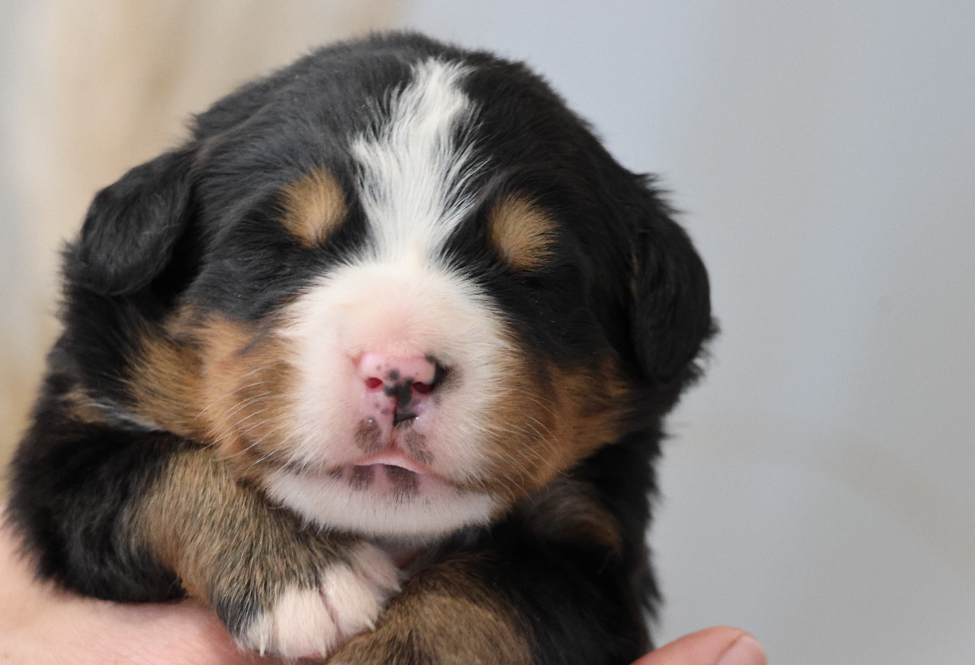De La Cathedrale Des Ours - Chiots disponibles - Bouvier Bernois