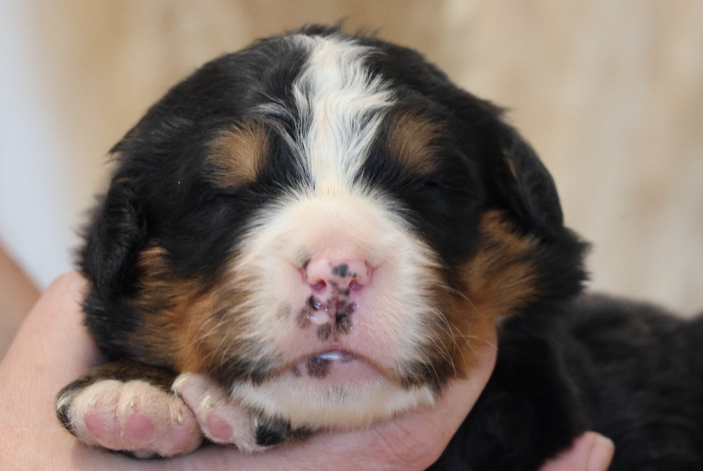 De La Cathedrale Des Ours - Chiots disponibles - Bouvier Bernois