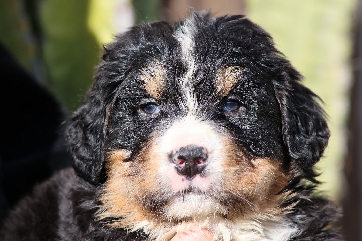 De La Cathedrale Des Ours - Chiots disponibles - Bouvier Bernois