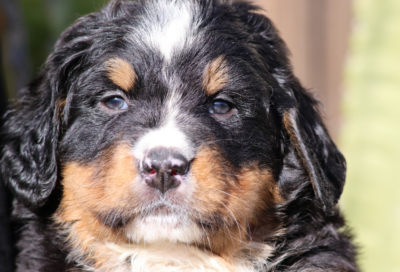 De La Cathedrale Des Ours - Chiots disponibles - Bouvier Bernois