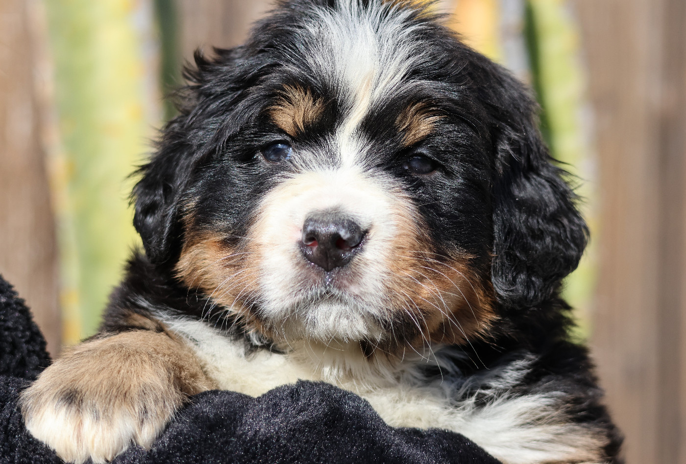 De La Cathedrale Des Ours - Chiots disponibles - Bouvier Bernois