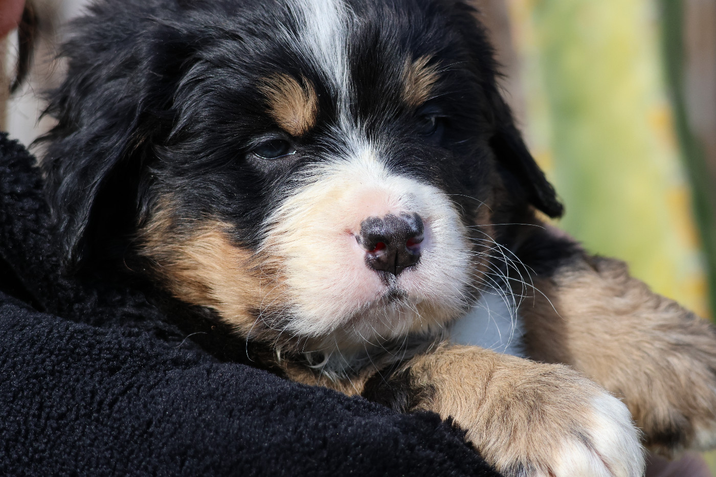 De La Cathedrale Des Ours - Chiots disponibles - Bouvier Bernois