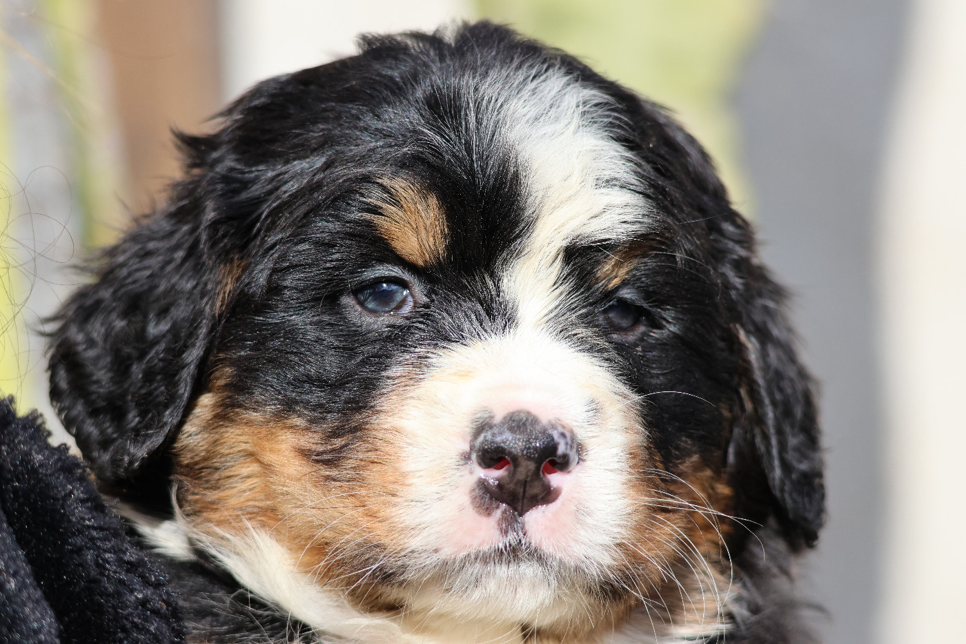 De La Cathedrale Des Ours - Chiots disponibles - Bouvier Bernois