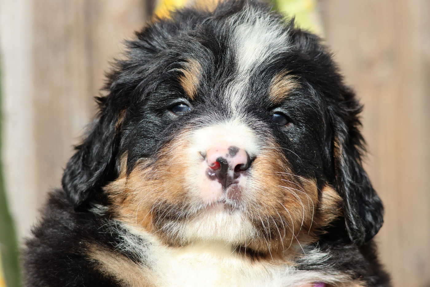De La Cathedrale Des Ours - Chiots disponibles - Bouvier Bernois