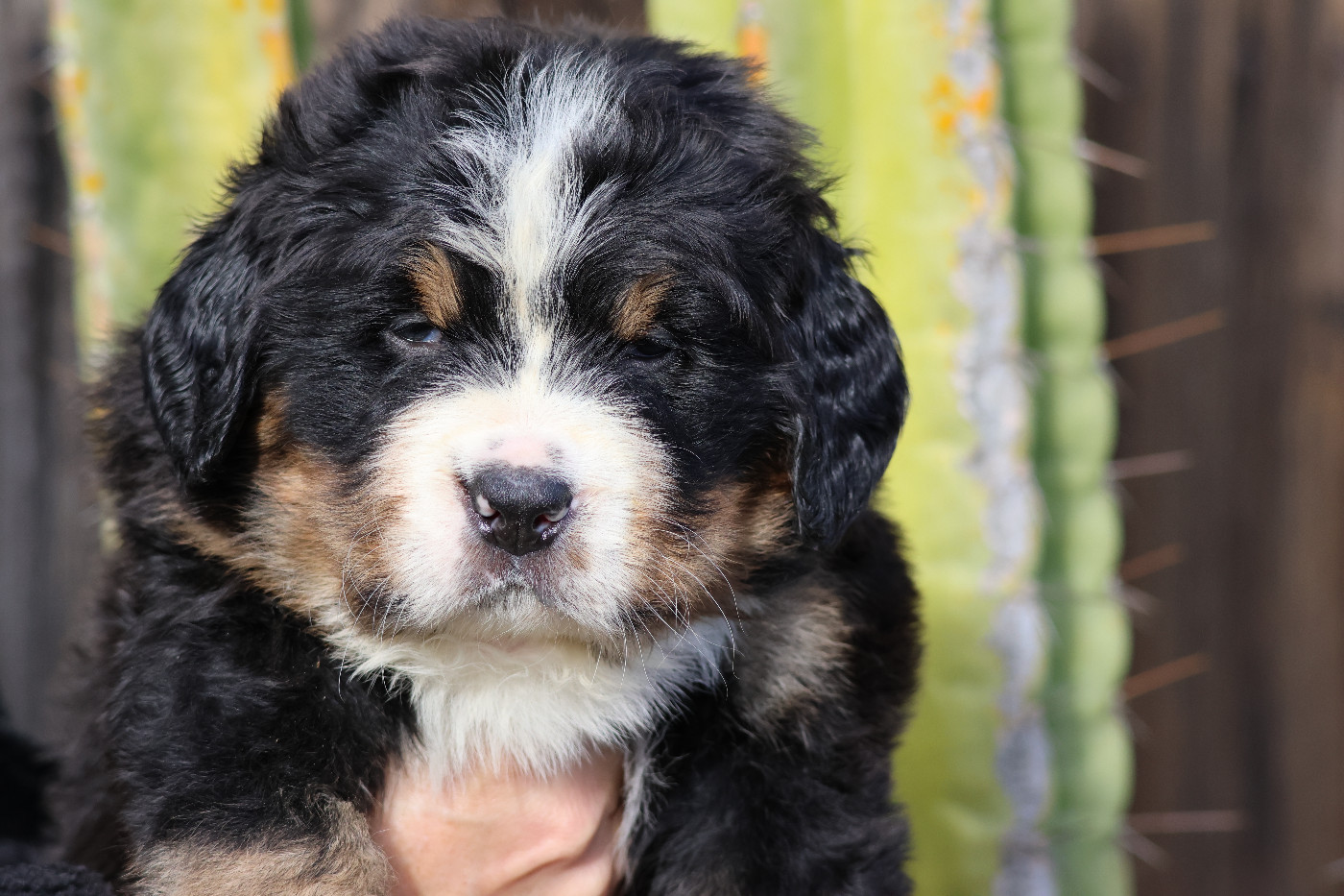De La Cathedrale Des Ours - Chiots disponibles - Bouvier Bernois