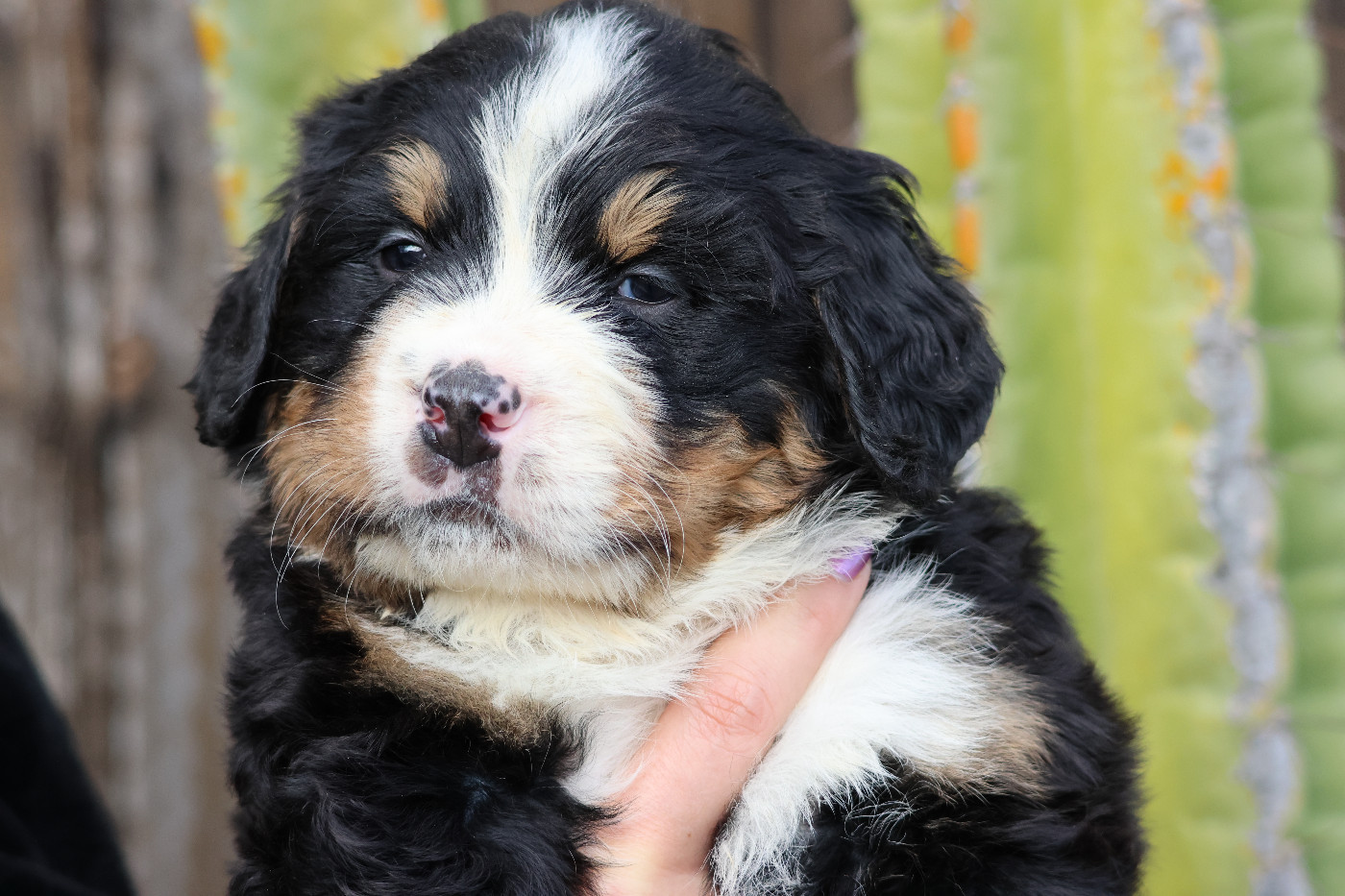 De La Cathedrale Des Ours - Chiots disponibles - Bouvier Bernois