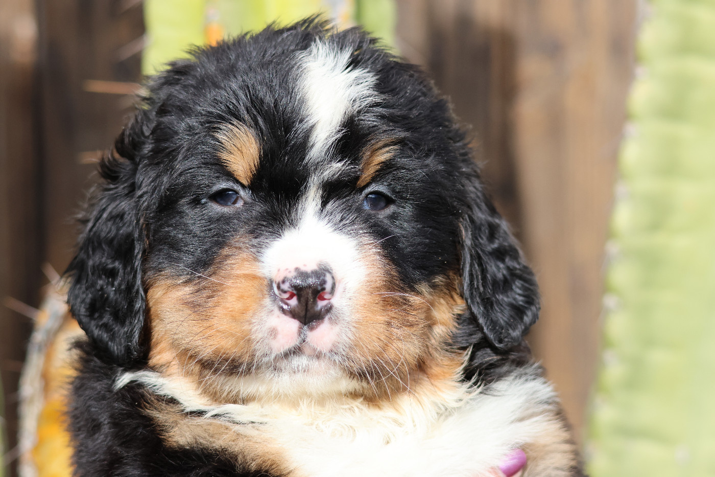 De La Cathedrale Des Ours - Chiots disponibles - Bouvier Bernois