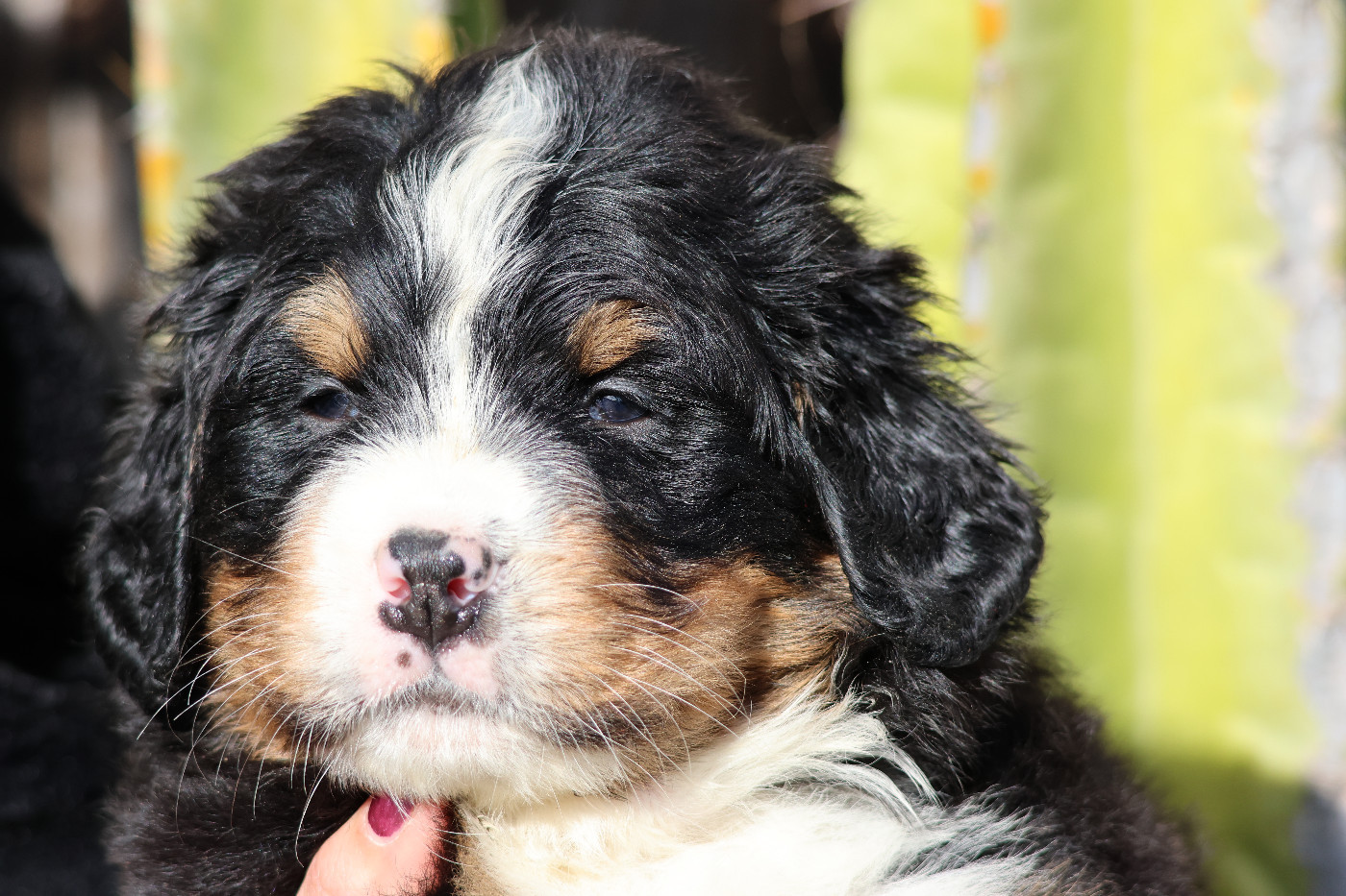 De La Cathedrale Des Ours - Chiots disponibles - Bouvier Bernois