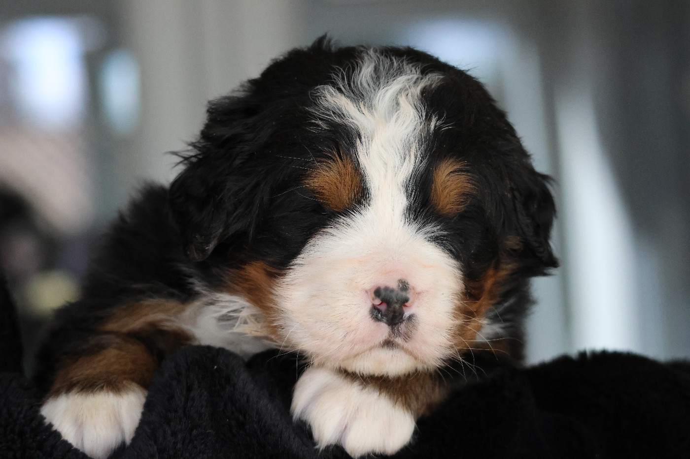 De La Cathedrale Des Ours - Chiots disponibles - Bouvier Bernois