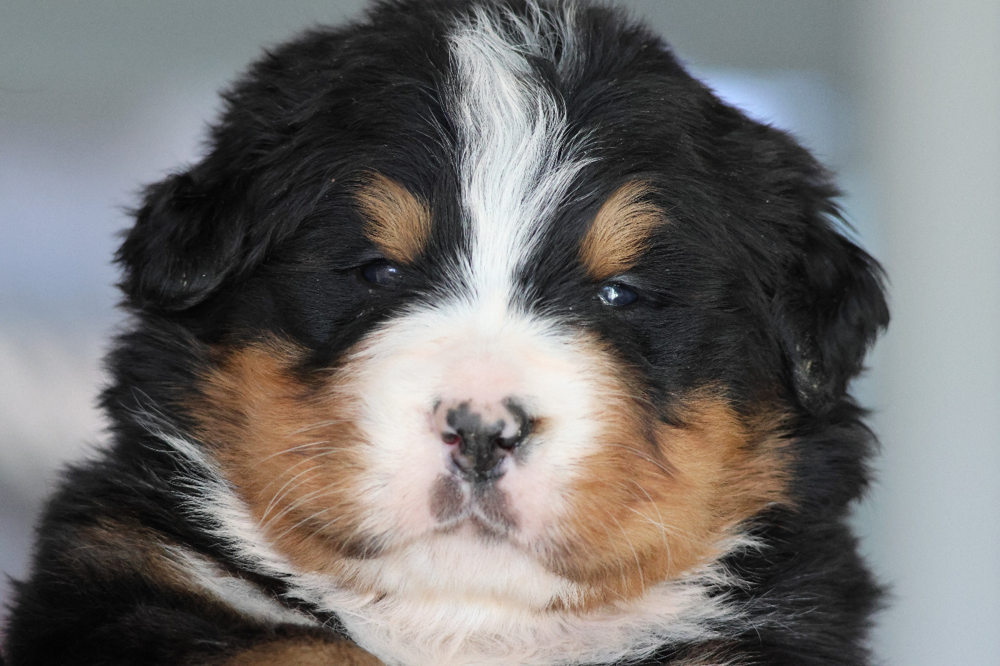 De La Cathedrale Des Ours - Chiots disponibles - Bouvier Bernois