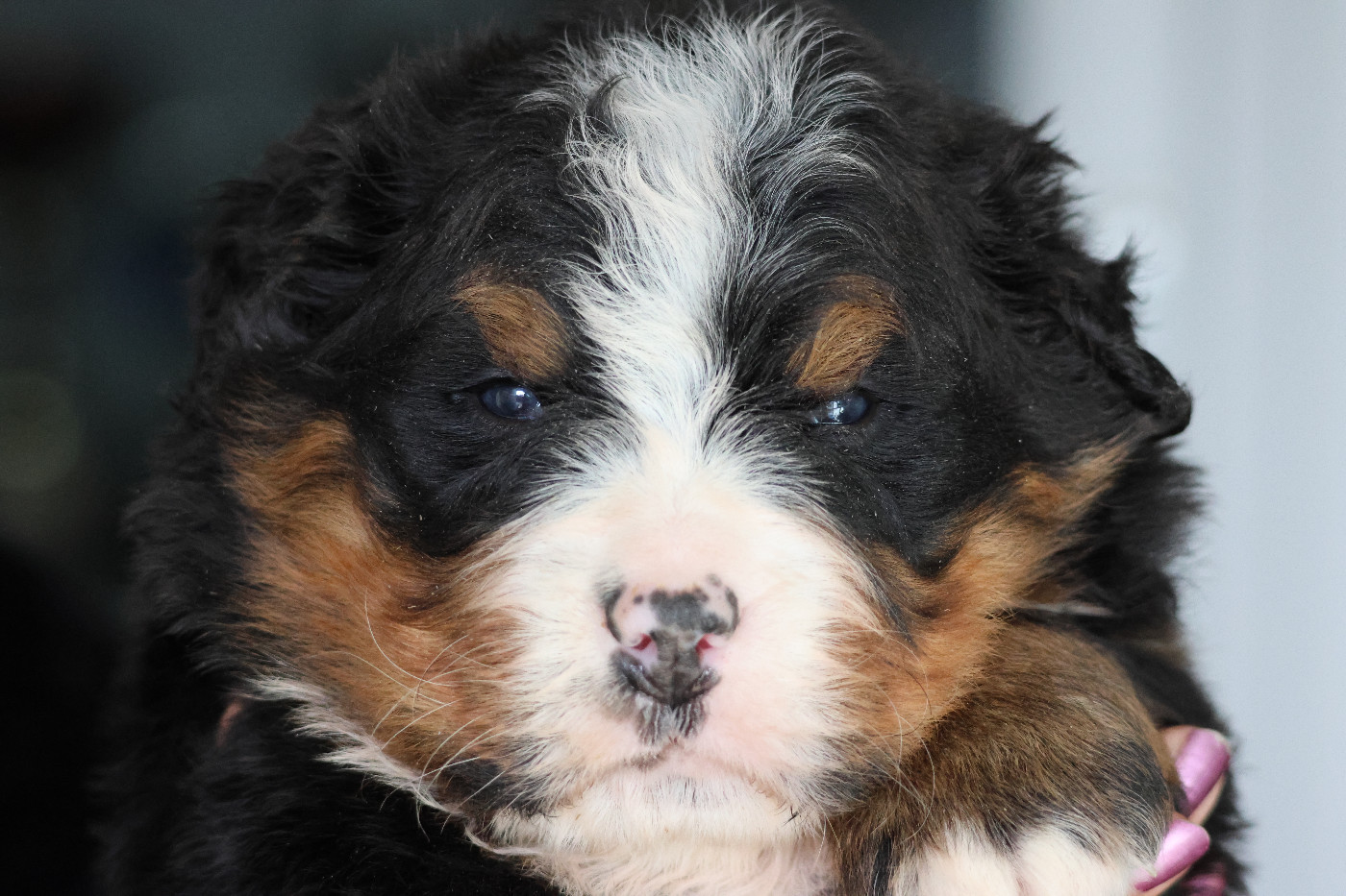 De La Cathedrale Des Ours - Chiots disponibles - Bouvier Bernois