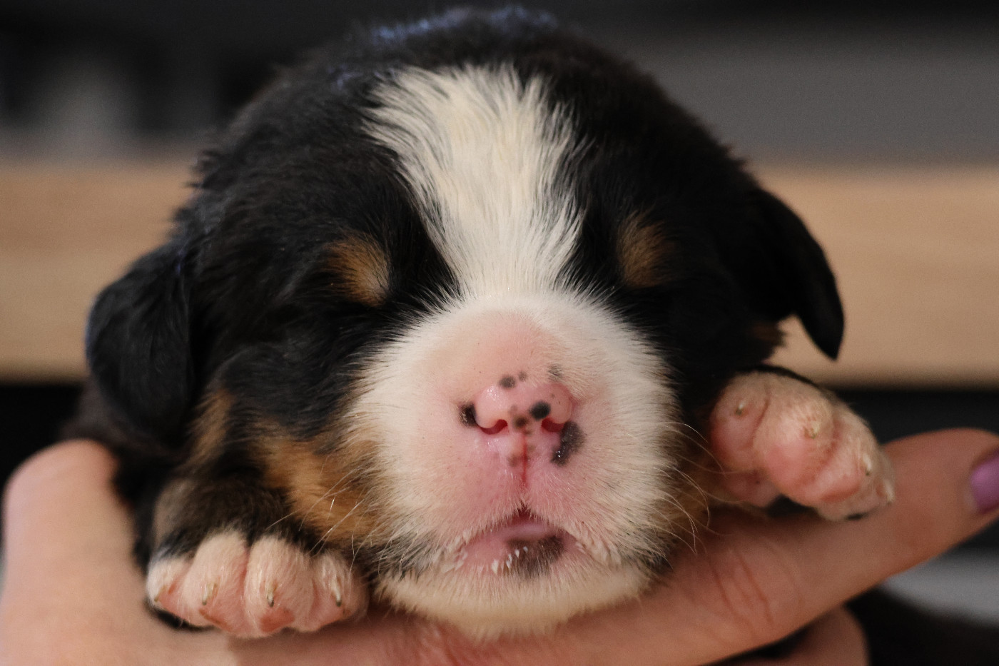 De La Cathedrale Des Ours - Chiots disponibles - Bouvier Bernois