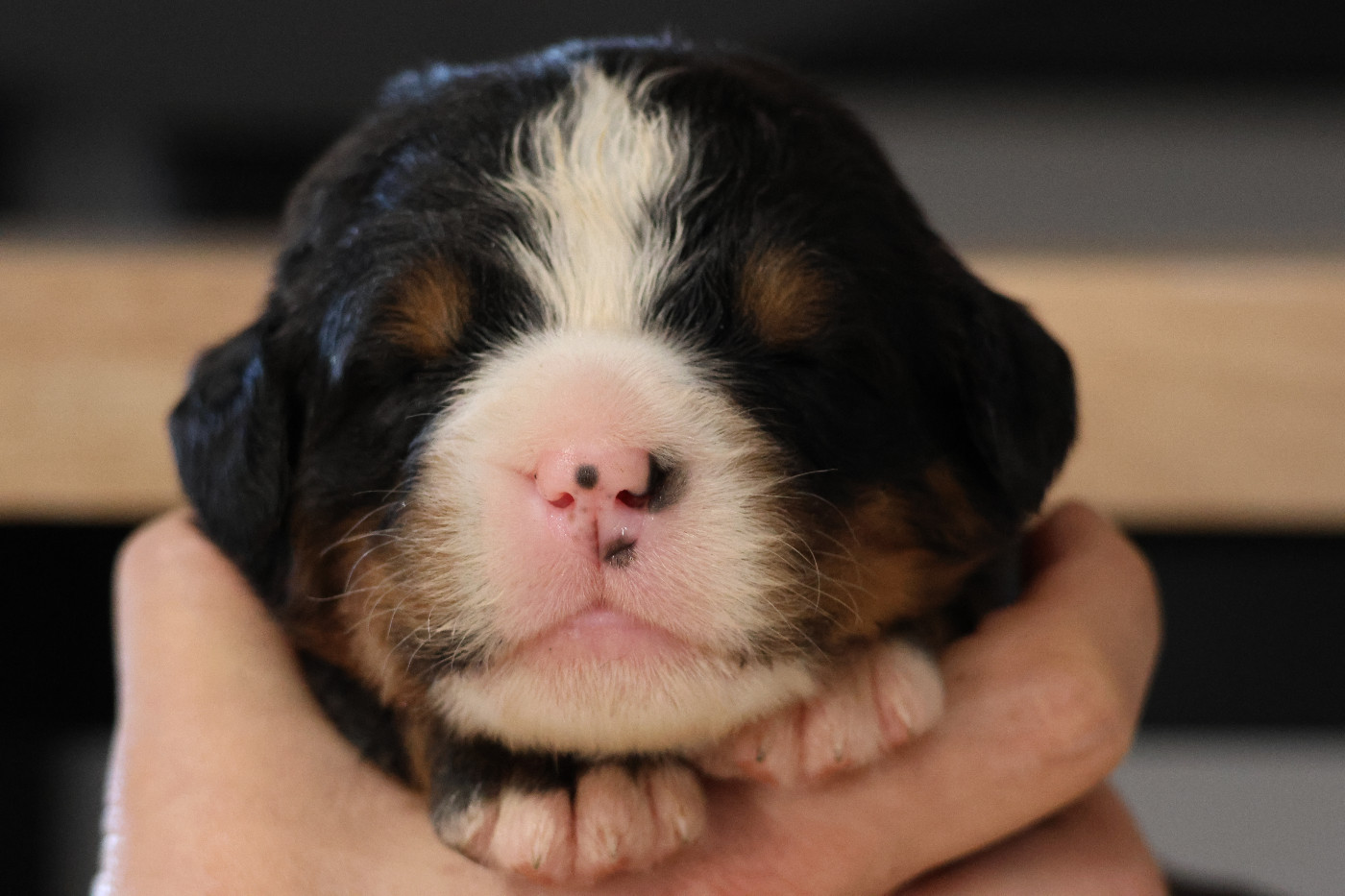 De La Cathedrale Des Ours - Chiots disponibles - Bouvier Bernois