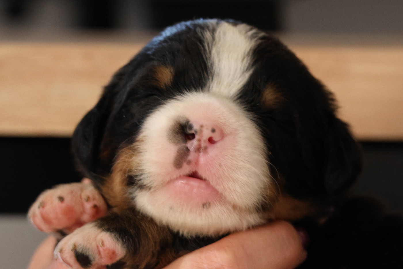 De La Cathedrale Des Ours - Chiots disponibles - Bouvier Bernois