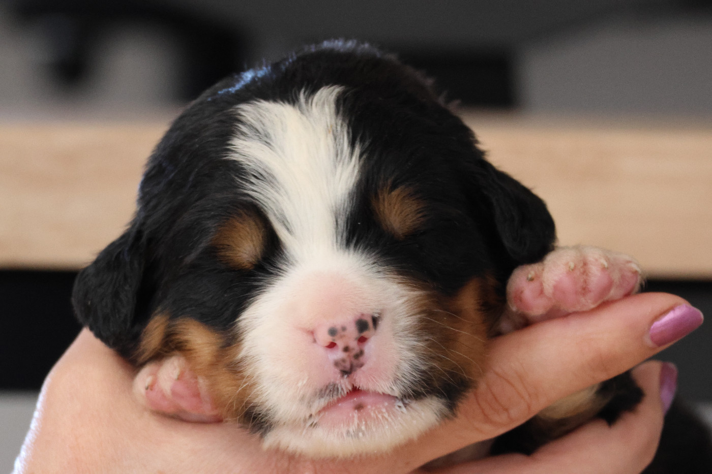 De La Cathedrale Des Ours - Chiots disponibles - Bouvier Bernois