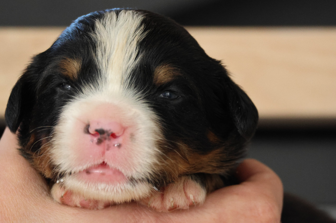 De La Cathedrale Des Ours - Chiots disponibles - Bouvier Bernois