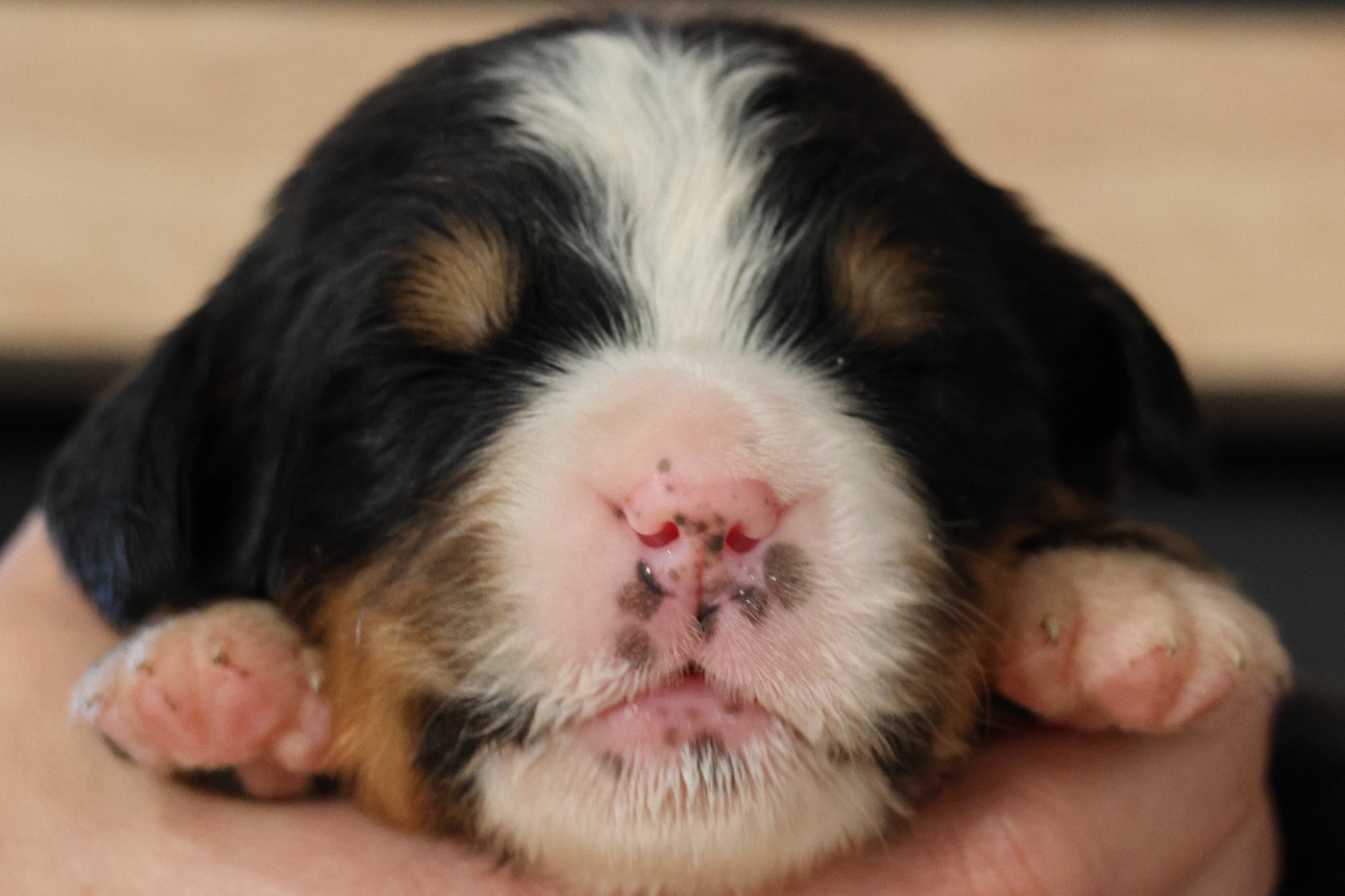 De La Cathedrale Des Ours - Chiots disponibles - Bouvier Bernois