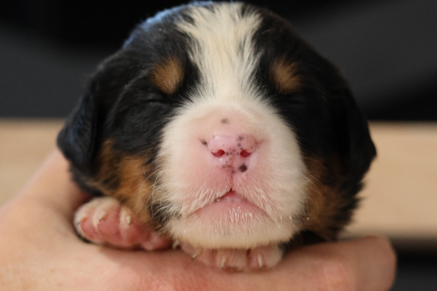 De La Cathedrale Des Ours - Chiots disponibles - Bouvier Bernois