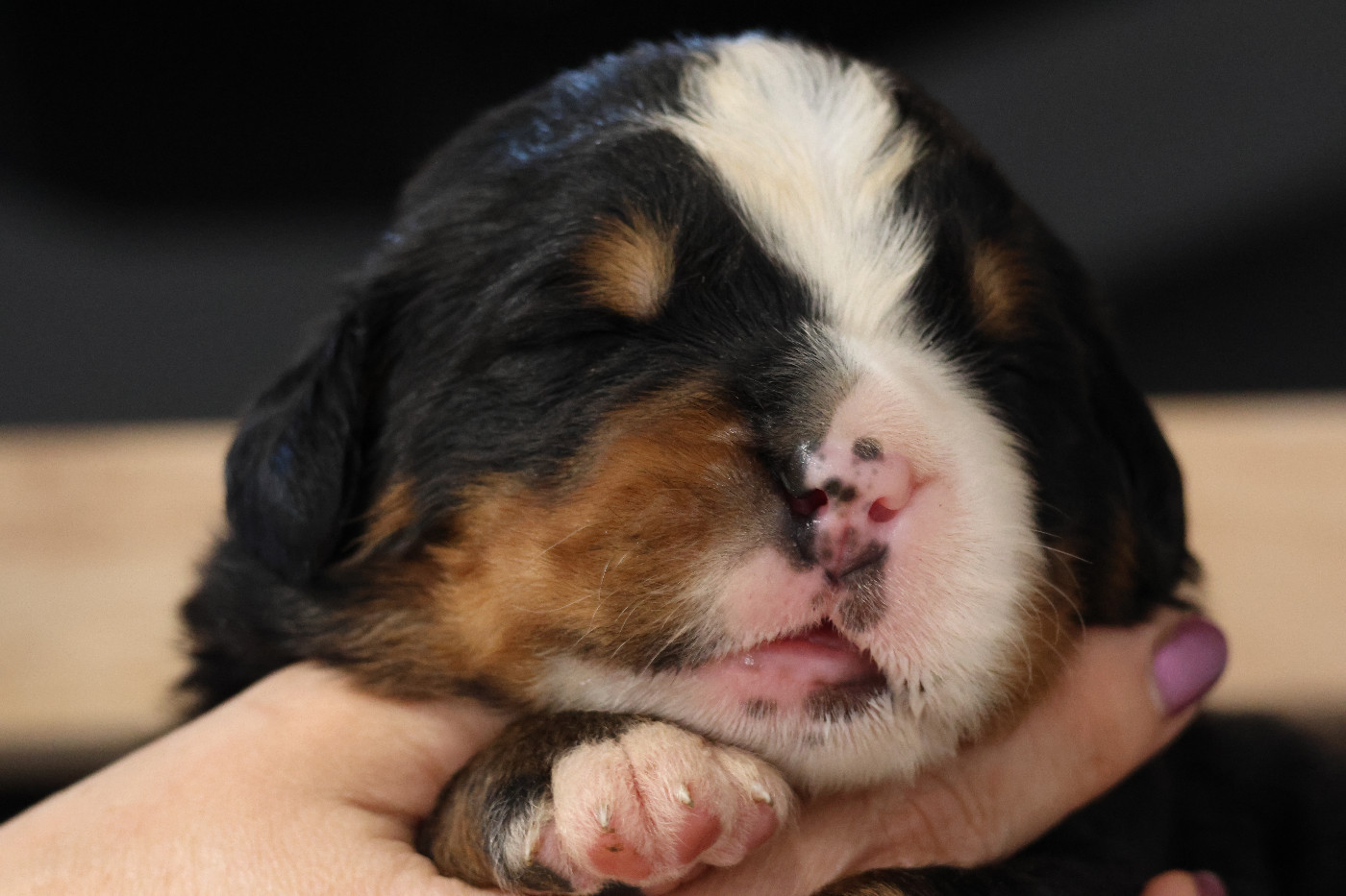 De La Cathedrale Des Ours - Chiots disponibles - Bouvier Bernois