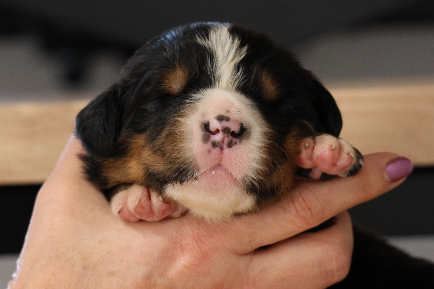 De La Cathedrale Des Ours - Chiots disponibles - Bouvier Bernois