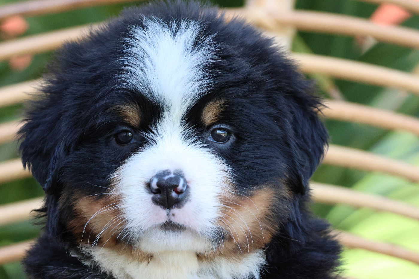 De La Cathedrale Des Ours - Chiots disponibles - Bouvier Bernois