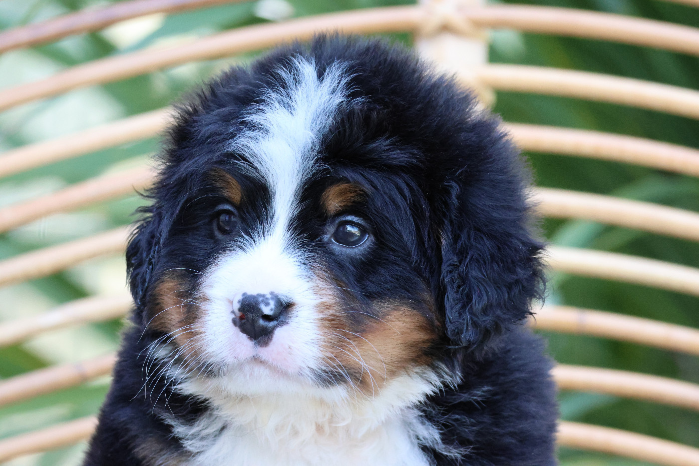 De La Cathedrale Des Ours - Chiots disponibles - Bouvier Bernois