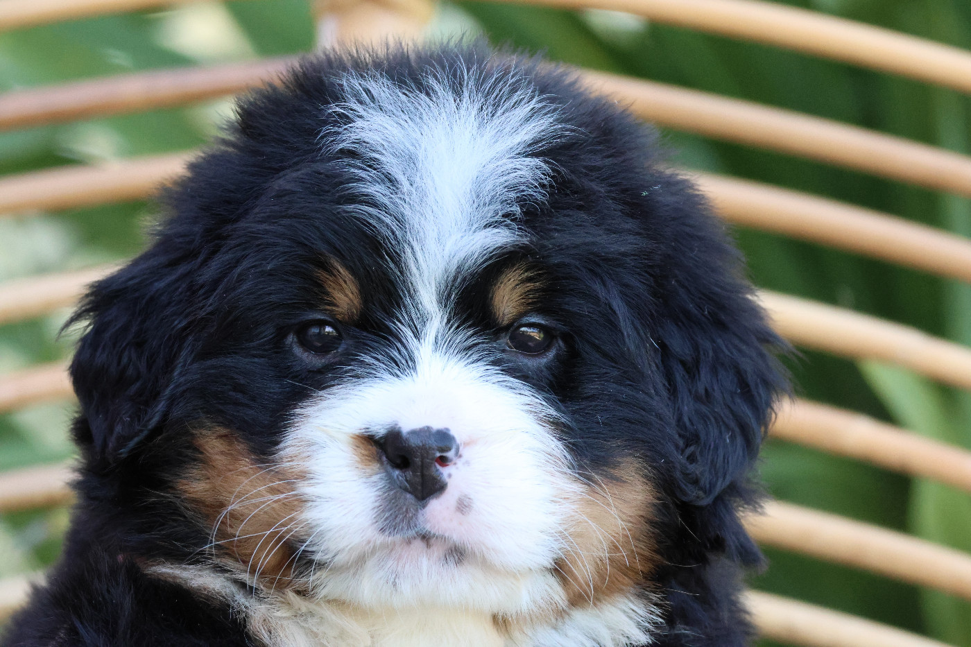 De La Cathedrale Des Ours - Chiots disponibles - Bouvier Bernois