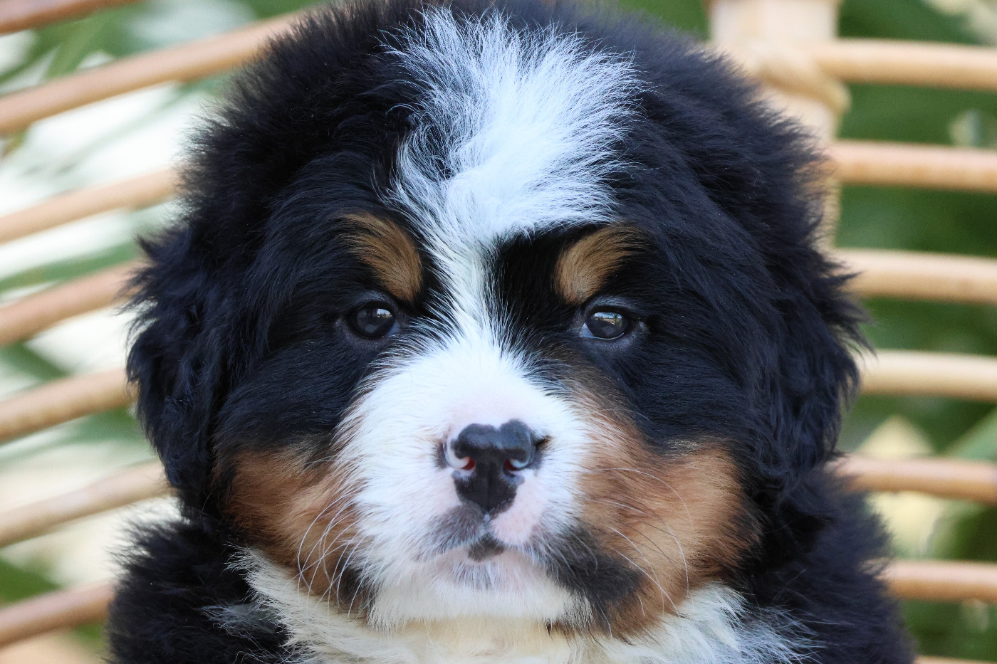 De La Cathedrale Des Ours - Chiots disponibles - Bouvier Bernois