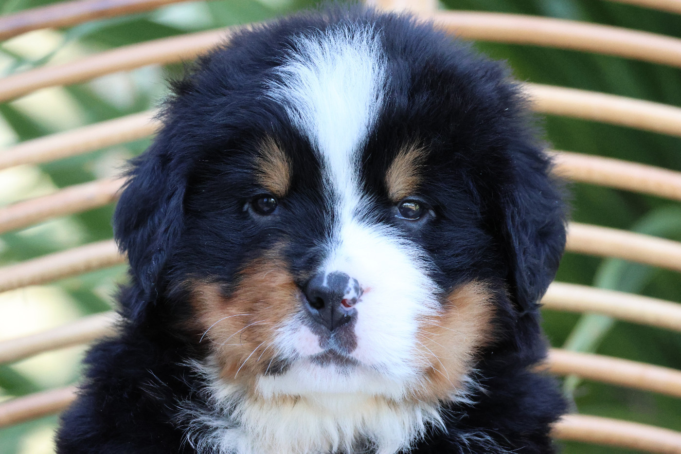 De La Cathedrale Des Ours - Chiots disponibles - Bouvier Bernois