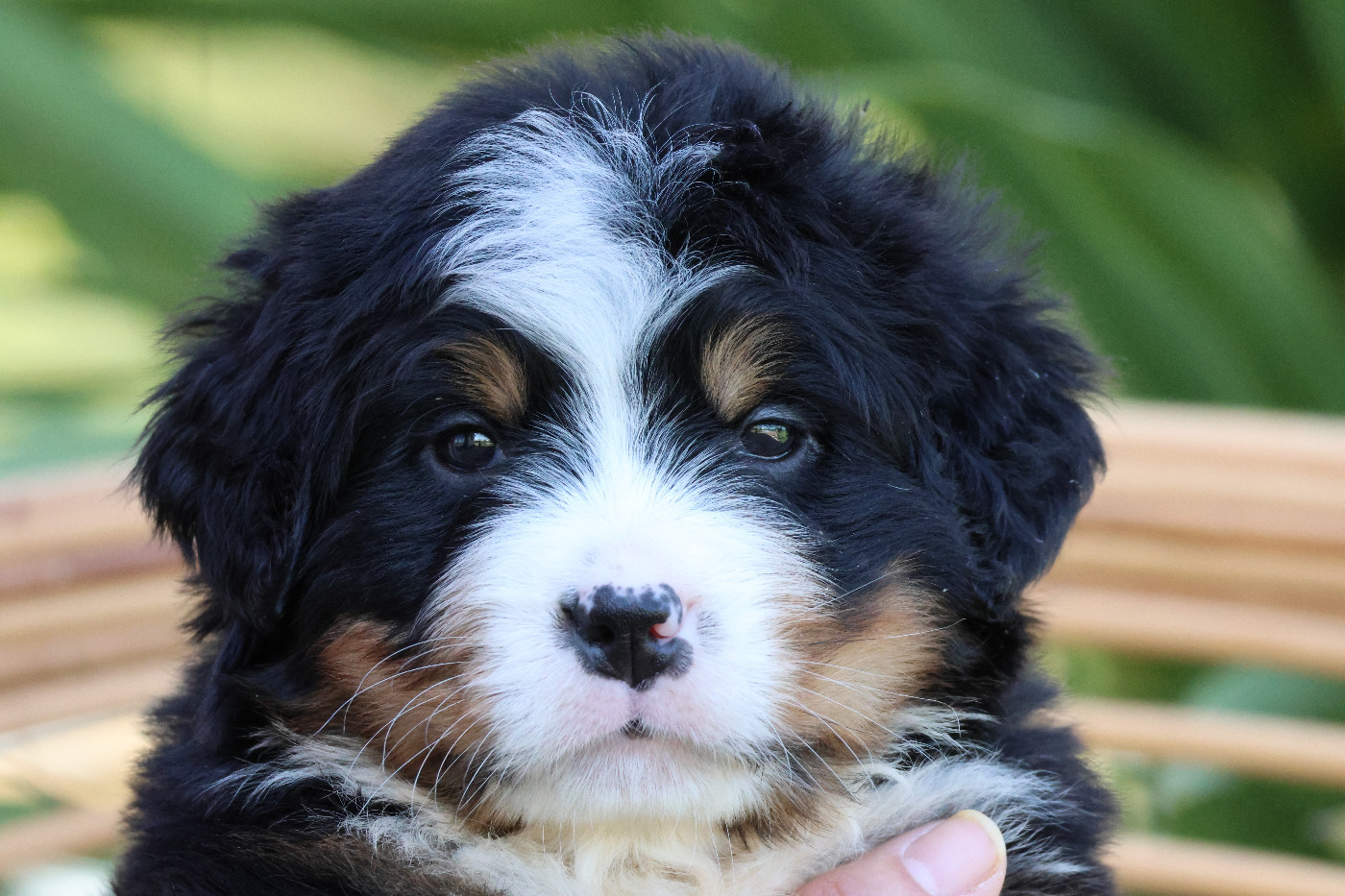 De La Cathedrale Des Ours - Chiots disponibles - Bouvier Bernois