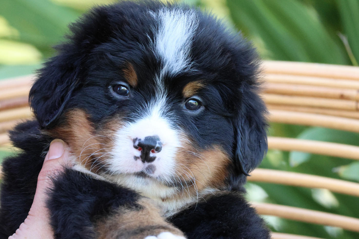 De La Cathedrale Des Ours - Chiots disponibles - Bouvier Bernois