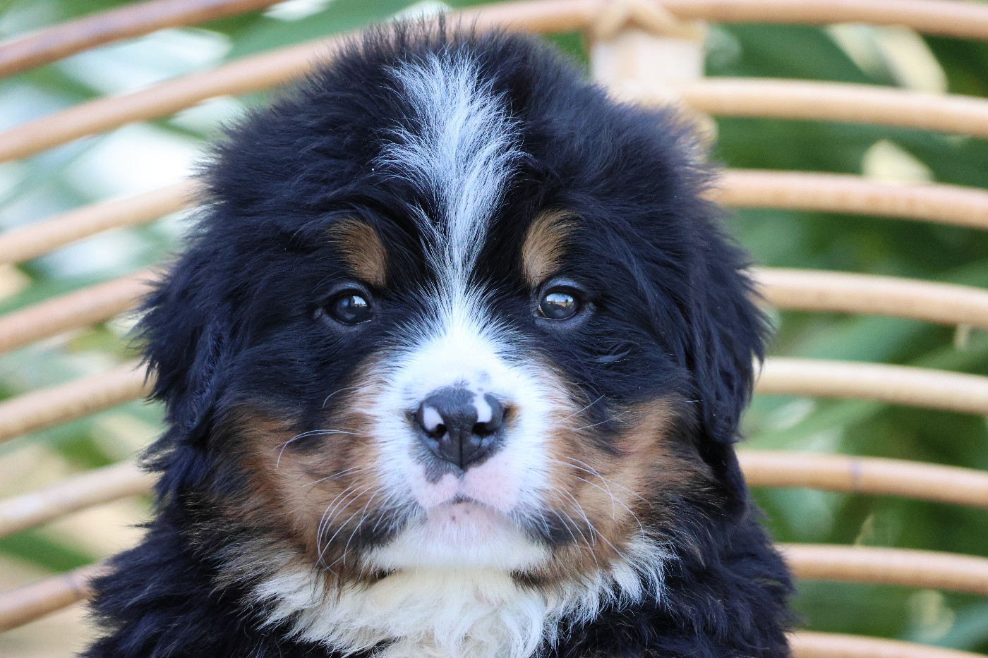 De La Cathedrale Des Ours - Chiots disponibles - Bouvier Bernois