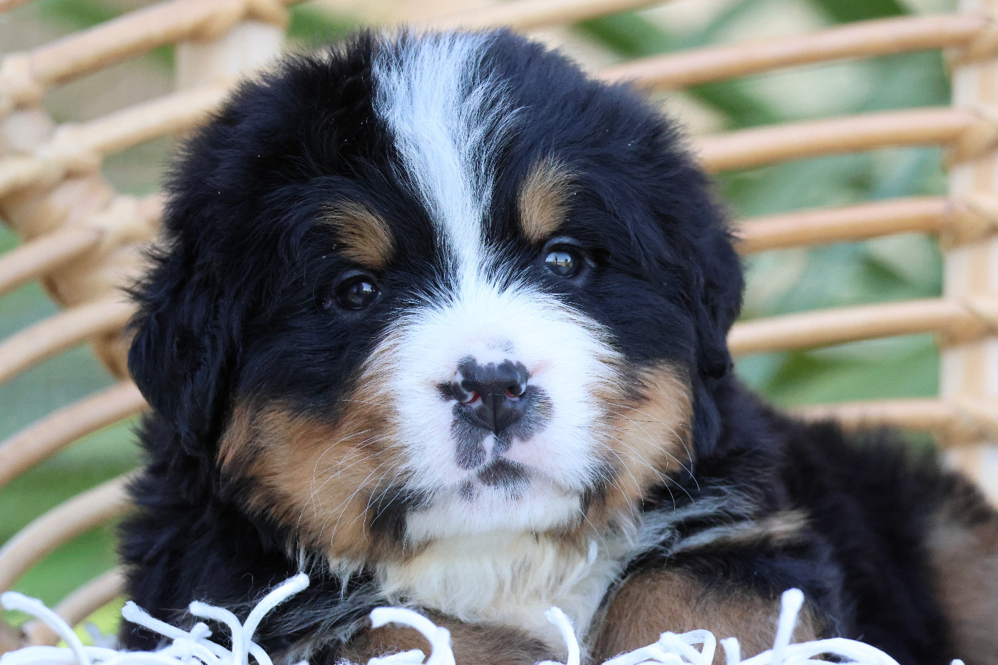 De La Cathedrale Des Ours - Chiots disponibles - Bouvier Bernois