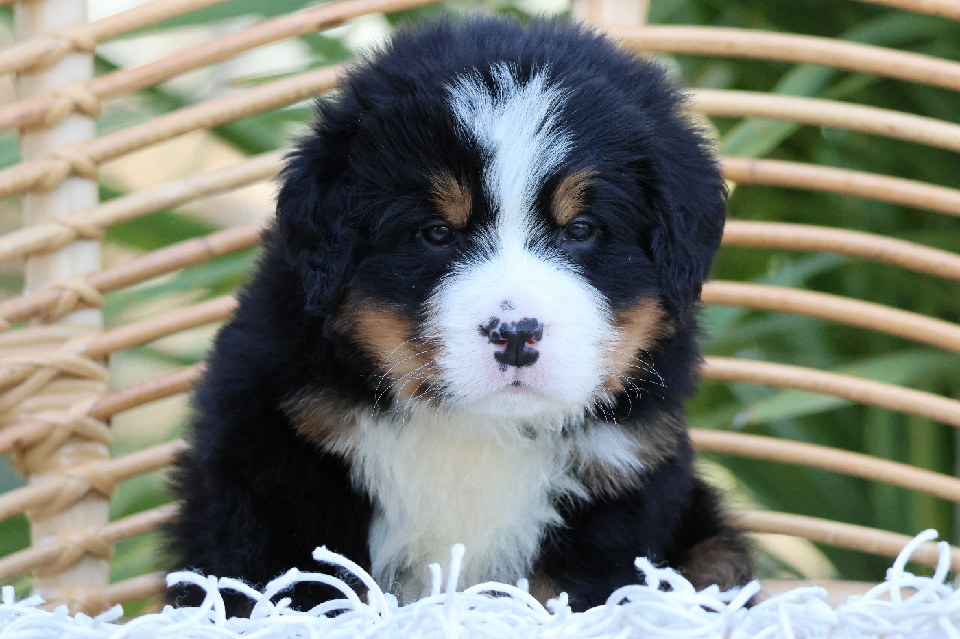 De La Cathedrale Des Ours - Chiots disponibles - Bouvier Bernois