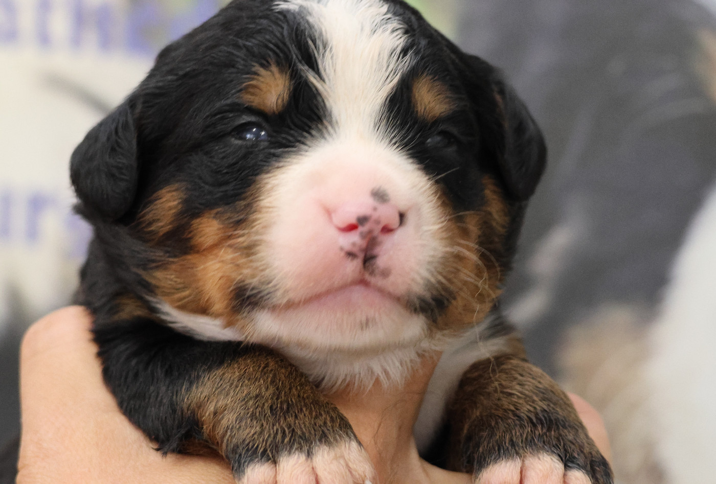 De La Cathedrale Des Ours - Chiots disponibles - Bouvier Bernois