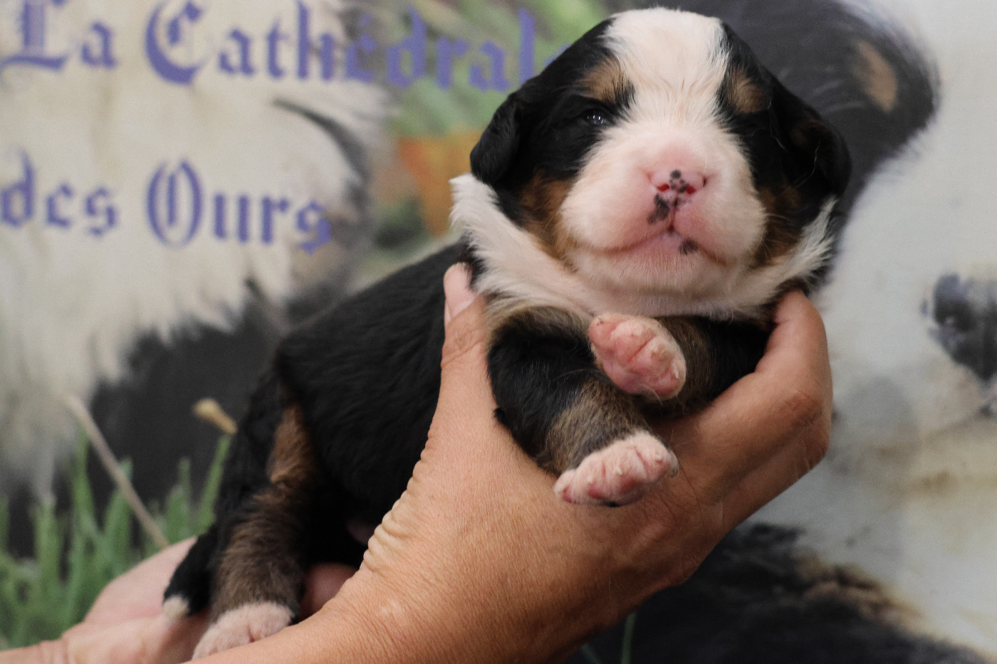 De La Cathedrale Des Ours - Chiots disponibles - Bouvier Bernois