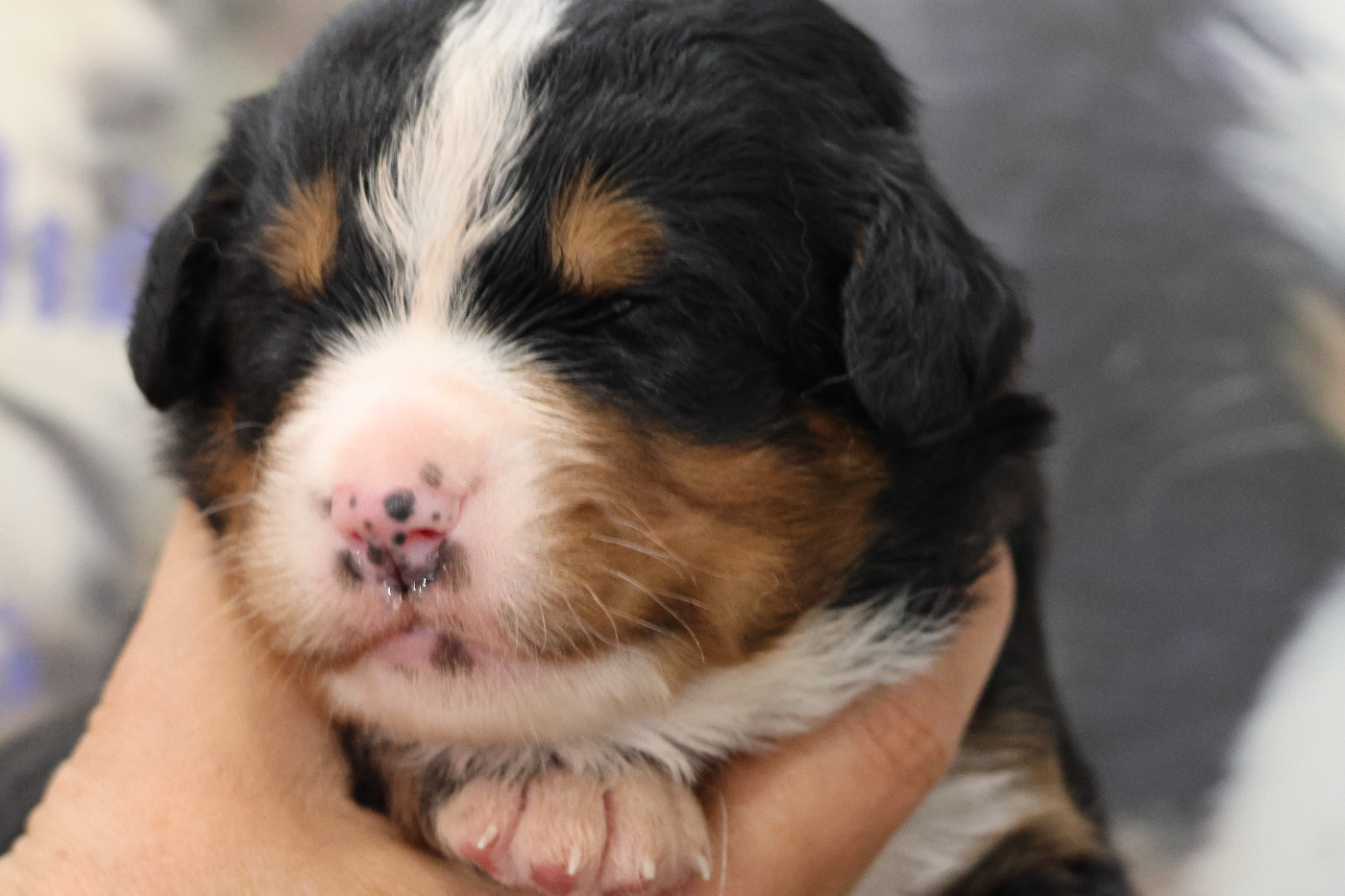 De La Cathedrale Des Ours - Chiots disponibles - Bouvier Bernois