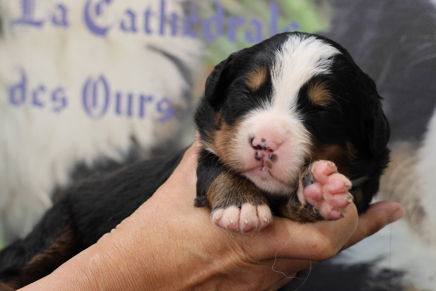 De La Cathedrale Des Ours - Chiots disponibles - Bouvier Bernois