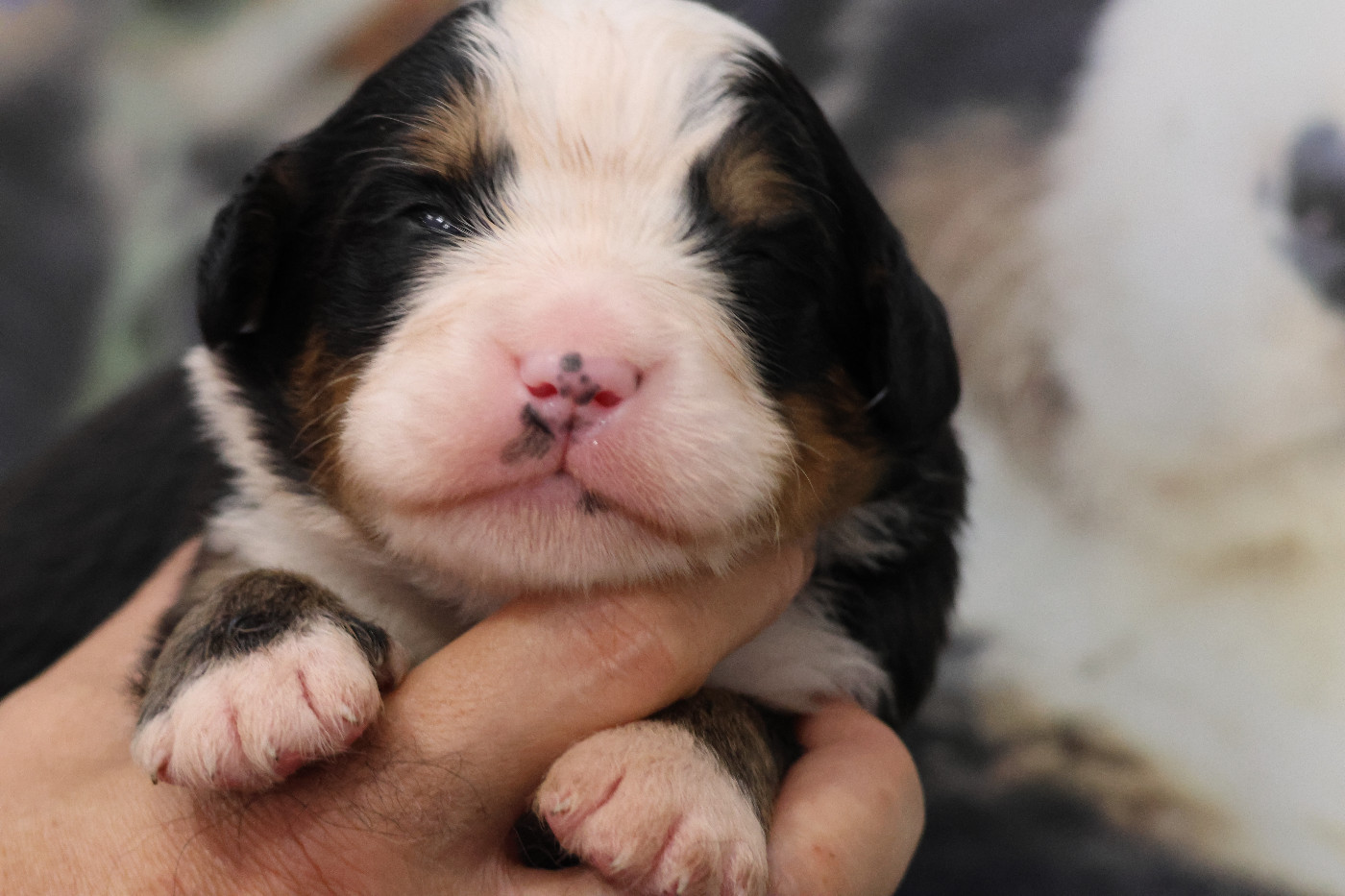 De La Cathedrale Des Ours - Chiots disponibles - Bouvier Bernois