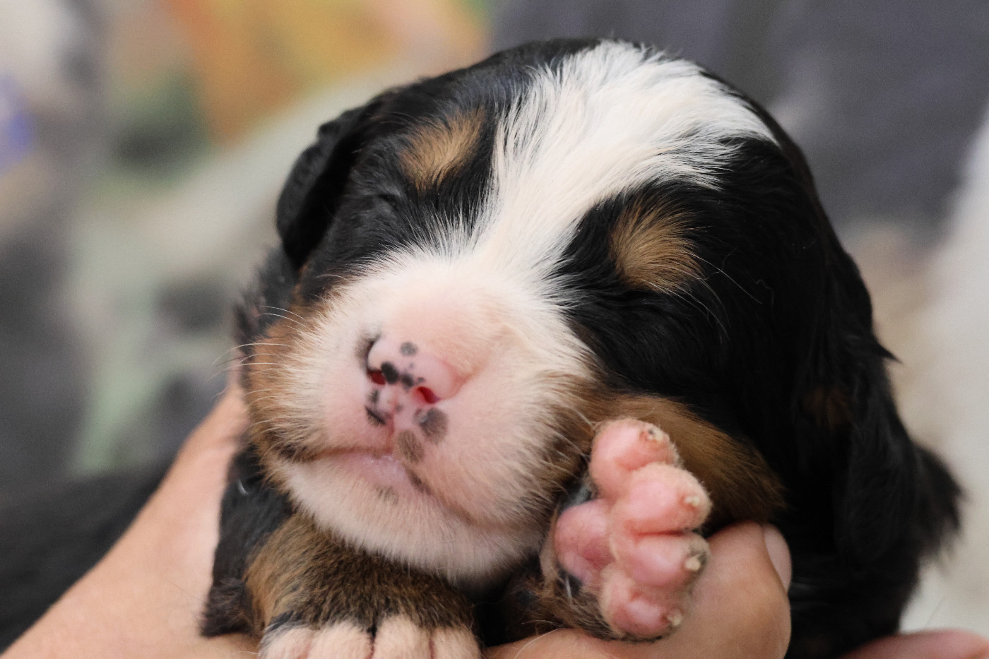 De La Cathedrale Des Ours - Chiots disponibles - Bouvier Bernois