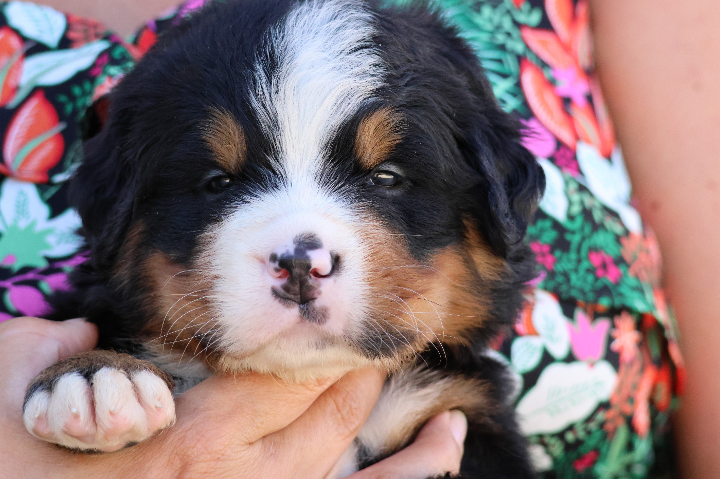 De La Cathedrale Des Ours - Chiots disponibles - Bouvier Bernois
