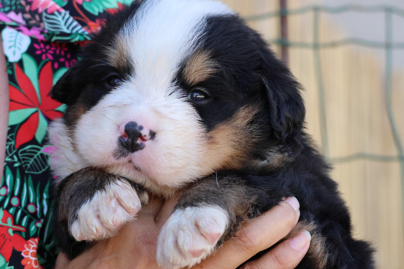 De La Cathedrale Des Ours - Chiots disponibles - Bouvier Bernois