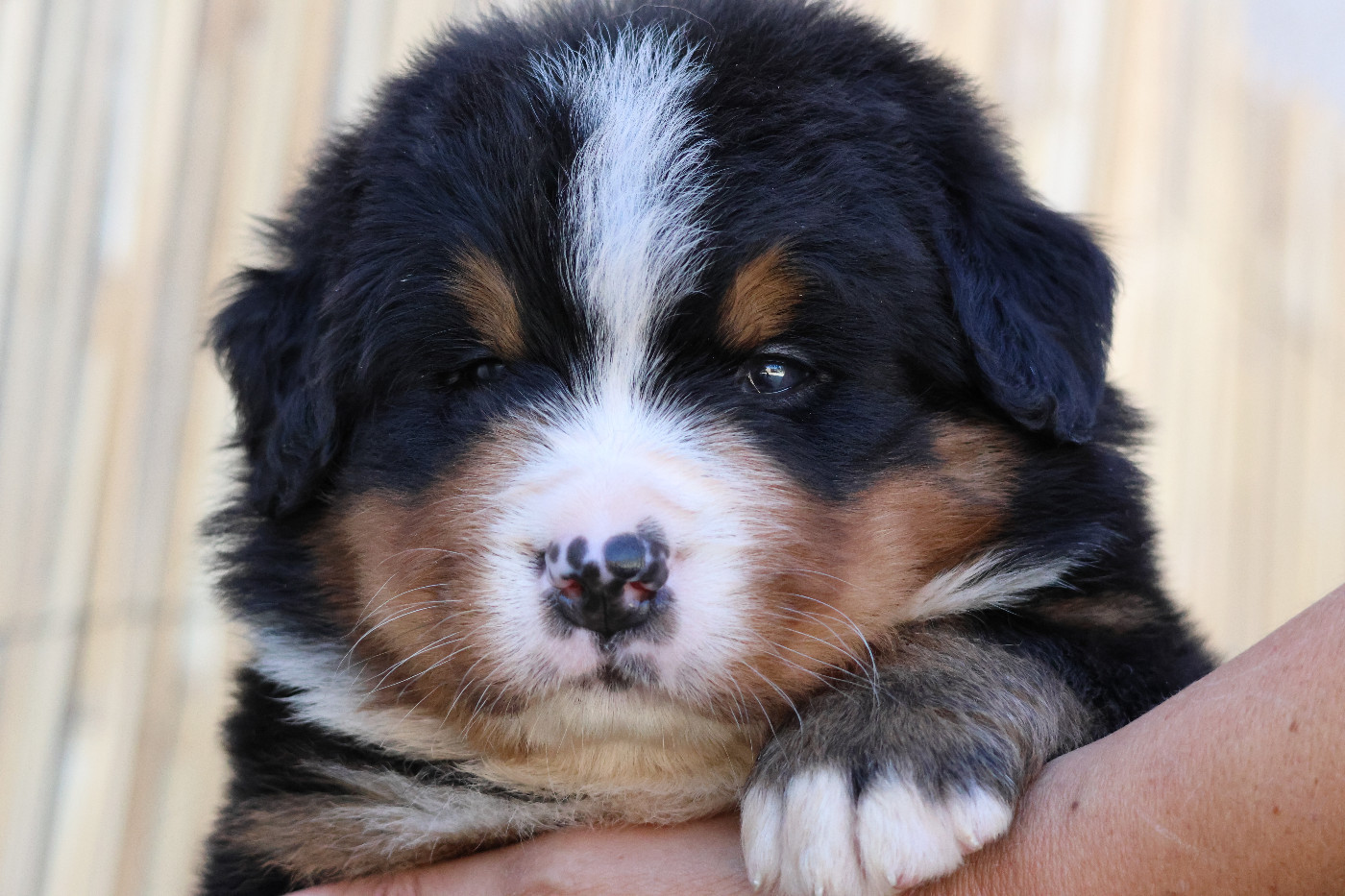 De La Cathedrale Des Ours - Chiots disponibles - Bouvier Bernois