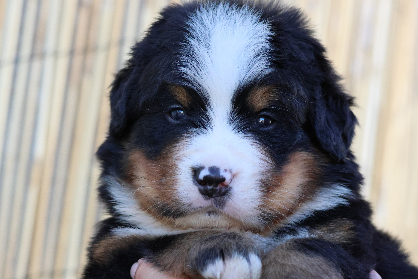 De La Cathedrale Des Ours - Chiots disponibles - Bouvier Bernois