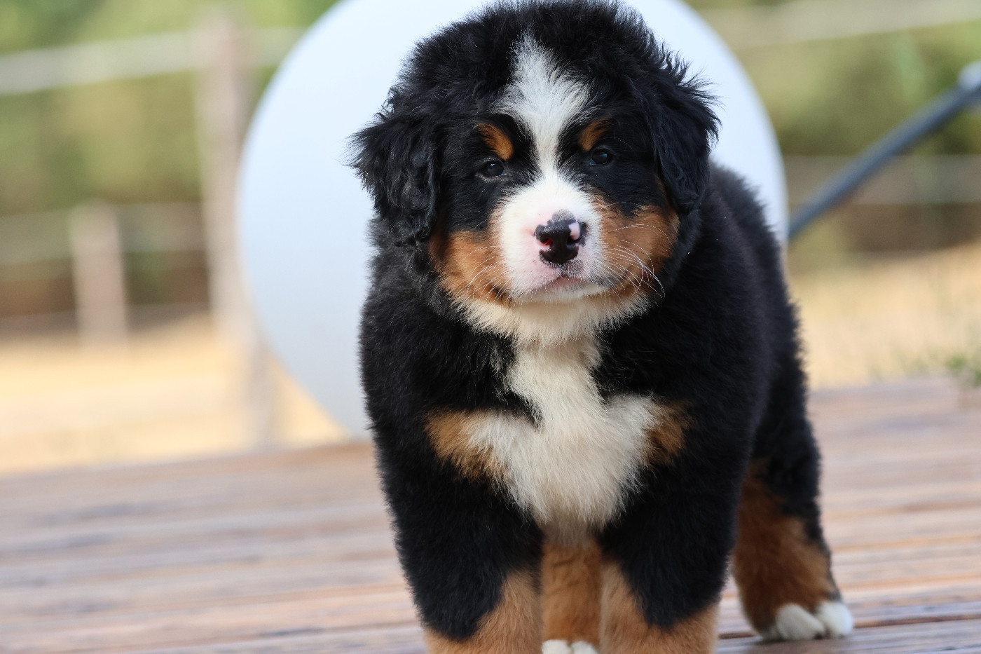 De La Cathedrale Des Ours - Chiots disponibles - Bouvier Bernois